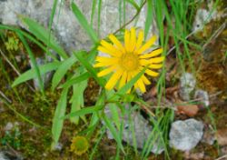 2013-07-13_Regina-F-Rau_Sonnenspitze3 (168).JPG